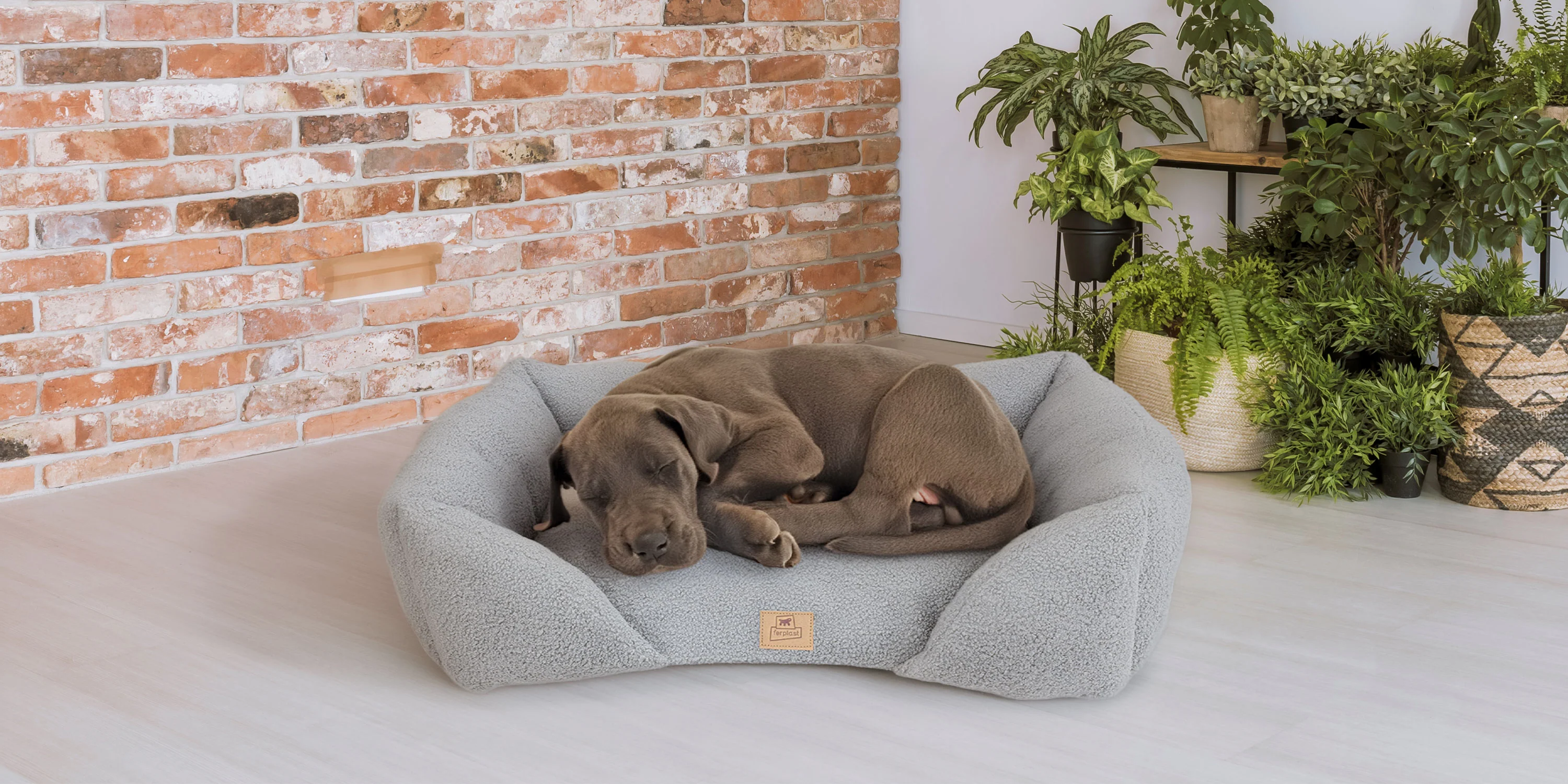 Elevate Your Pet's Lifestyle